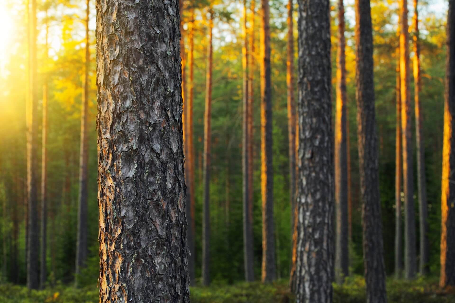 Ekspert: Metsamaa on finantseerijate silmis ebaõiglaselt alahinnatud