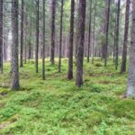 Kes finantseerib metsamajandusettevõtet raskel ajal?