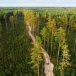 Metsamaid tabanud hinnaralli paneb ostjad proovile
