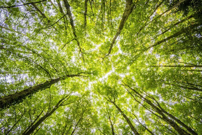 Innovatsioon metsanduses ehk kuidas mets toob omanikule rohkem tulu?